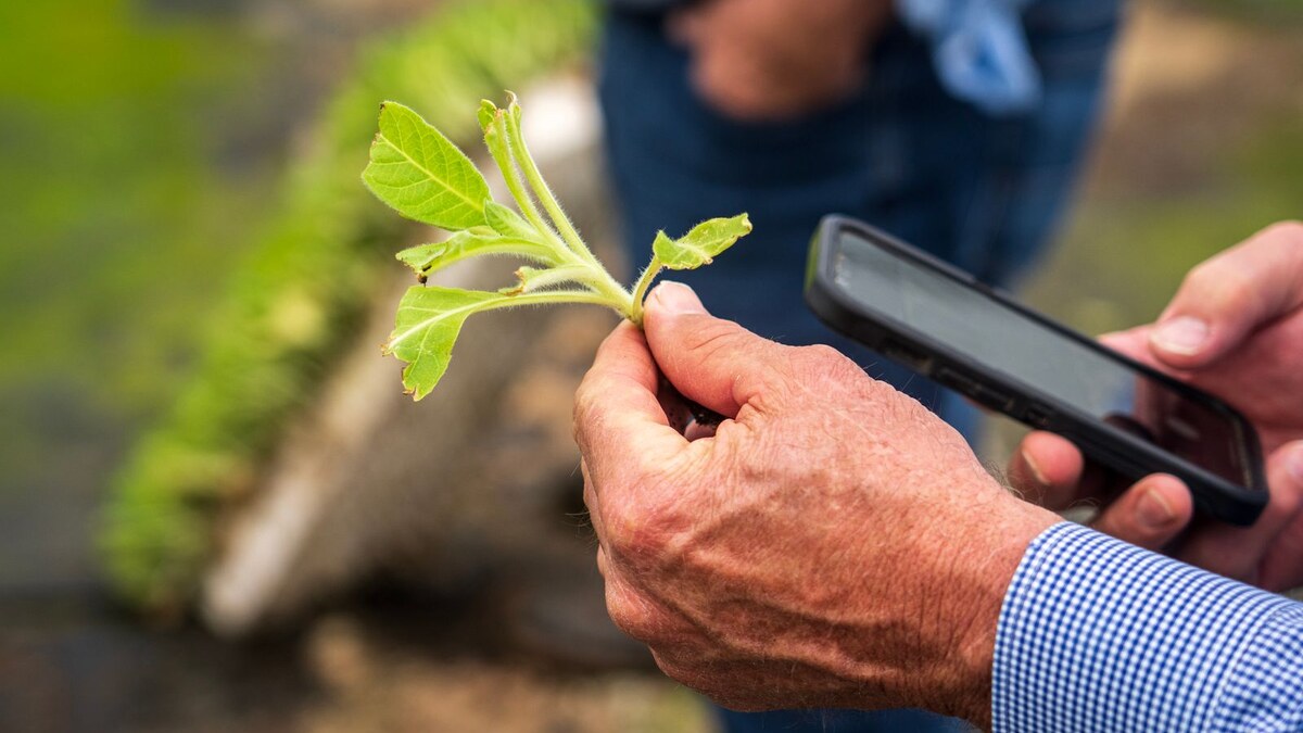 Farm operator checking a phone while examining a crop